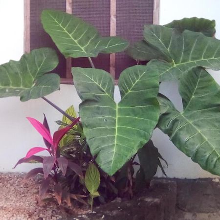 Jambiani Home Stay Buitenkant foto