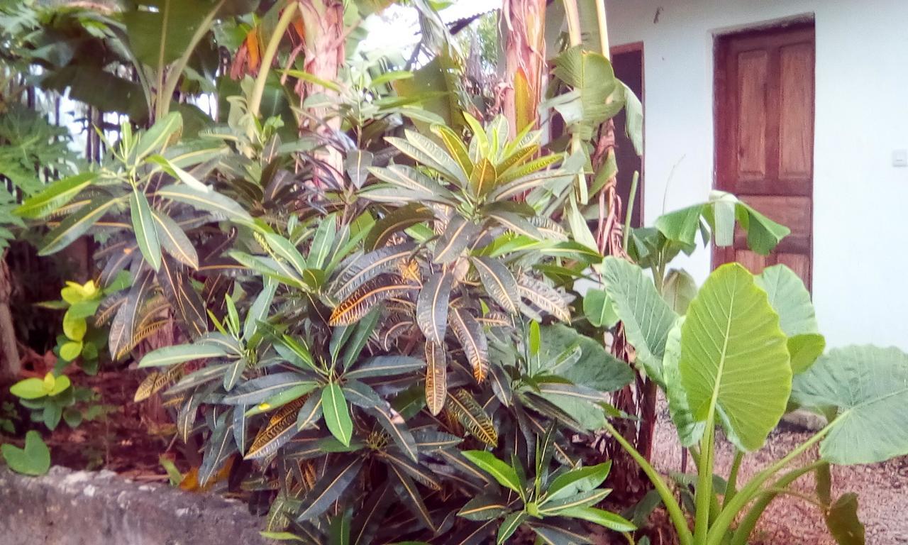 Jambiani Home Stay Buitenkant foto